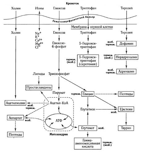 Начини размене медијатора и улога крвно-мозних баријера у метаболизму (на: Схепхерд, 1987)