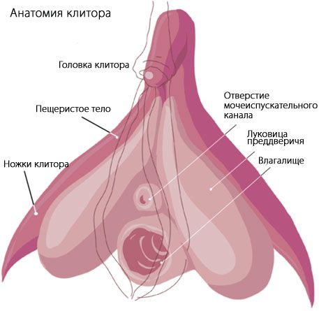 Анатомија клиториса