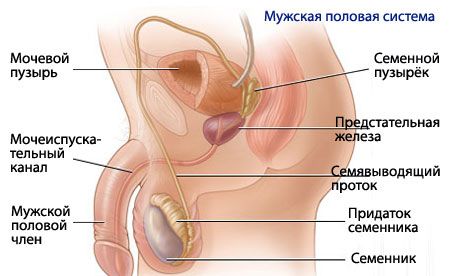 Анатомија и физиологија мушког репродуктивног система
