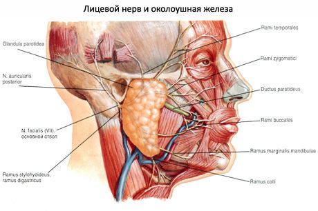 Паротидна пљувачка жлезда