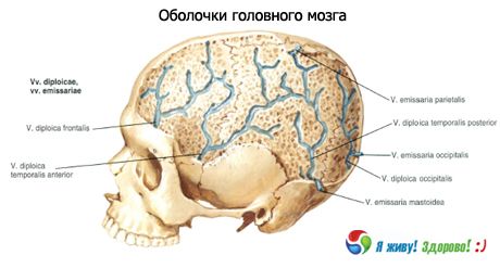 Шкољке мозга