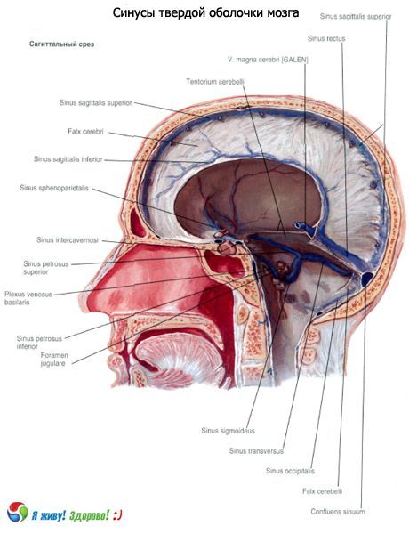 Синуси (синуси) чврсте мембране мозга