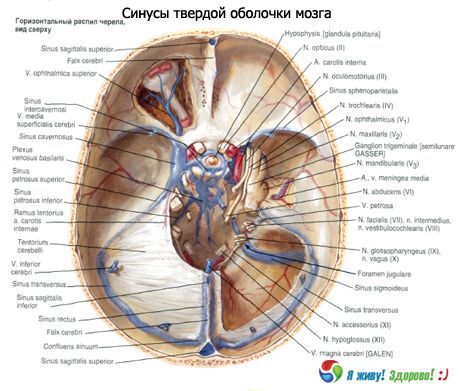 Синуси (синуси) чврсте мембране мозга
