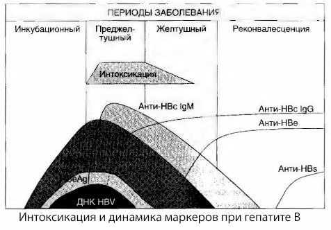 Патогенеза хепатитиса Б