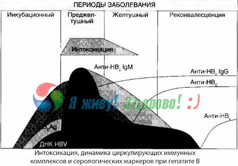 Патогенеза хепатитиса Б