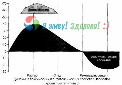 Патогенеза хепатитиса Б