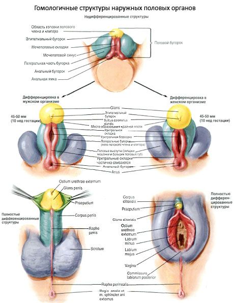 Хомологне структуре екстерних гениталних органа