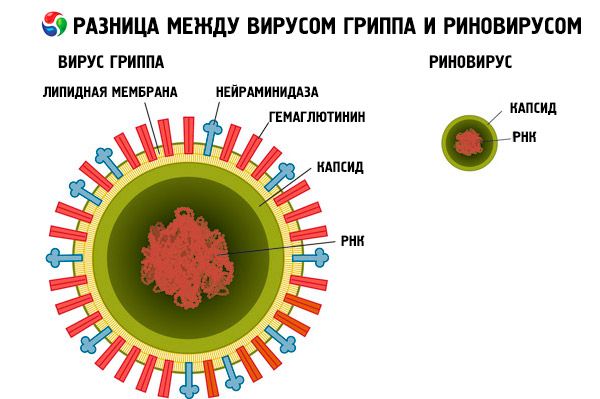Вирус гриппа семейство. Риновирусная инфекция строение вируса. Риновирус микробиология строение. Возбудитель риновирусной инфекции относится. Строение вируса ОРВИ.