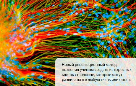 Ствене ћелије створене су да се развијају у било које ткиво или орган