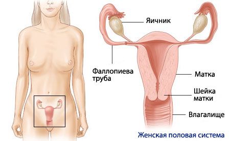 Анатомија и физиологија женског репродуктивног система