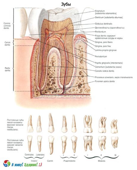 Зуби.  Структура зуба