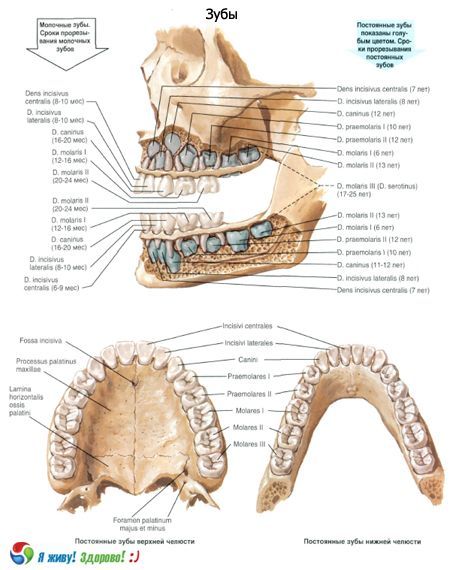 Зуби.  Структура зуба